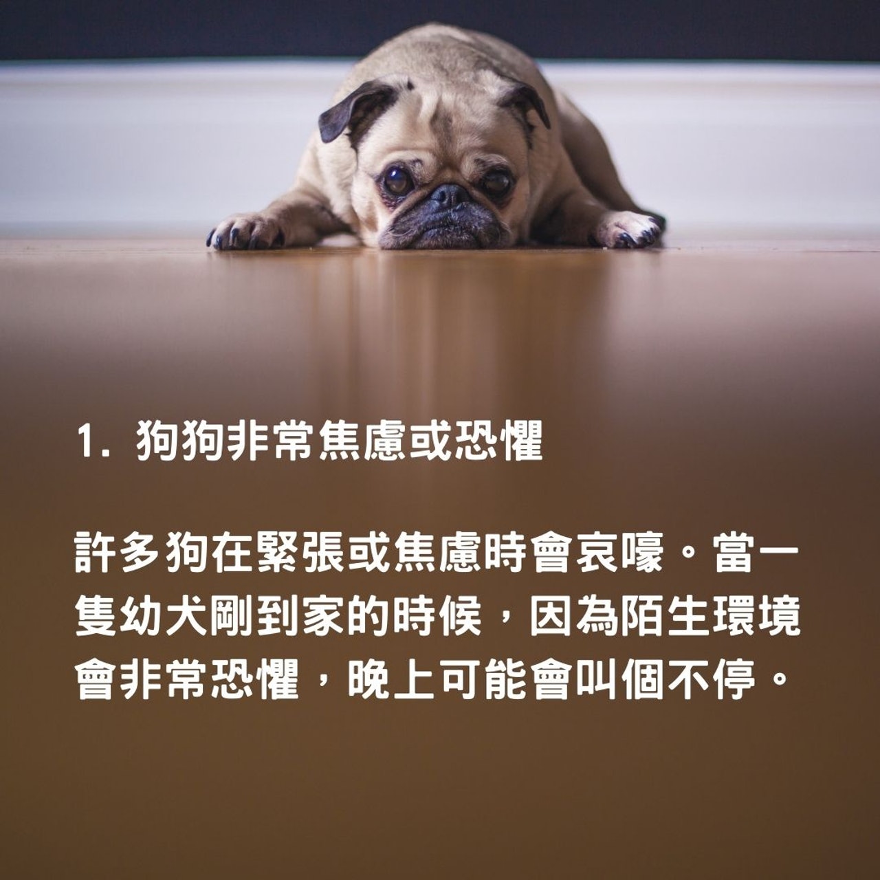 狗狗嗚嗚叫想表達什麼?(Matthew Henry@Unsplash/01製圖) 狗狗嗚嗚叫想表達什麼?(Matthew Henry@Unsplash/01製圖)