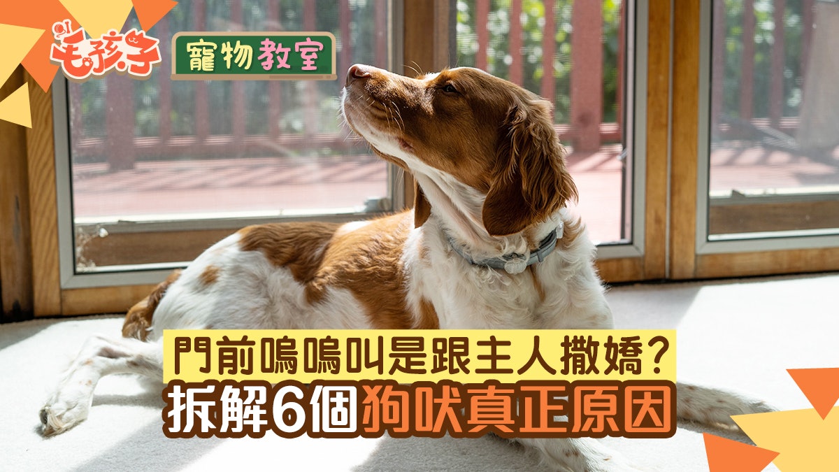 狗狗冷知識|站在門口嗚嗚叫是在撒嬌?拆解6大狗嗚叫的真正原因 狗狗冷知識|站在門口嗚嗚叫是在撒嬌?拆解6大狗嗚叫的真正原因
