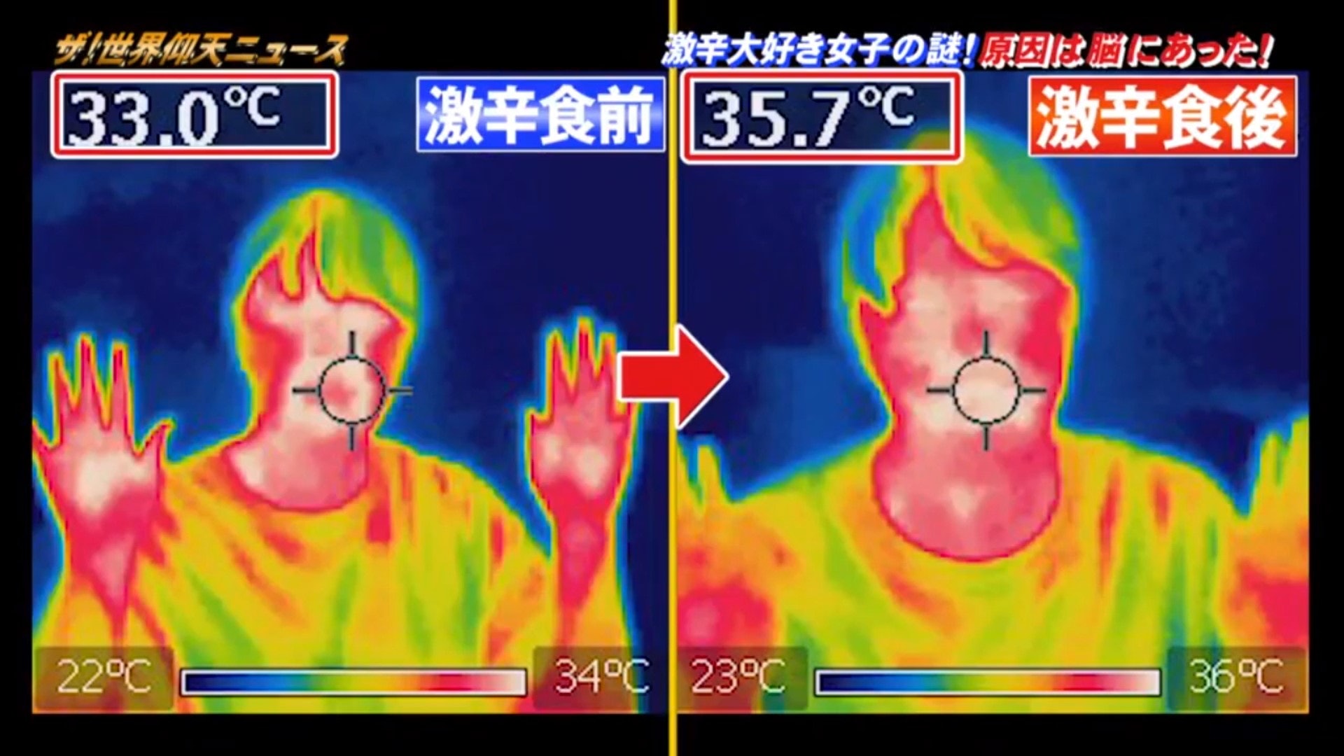 相反另一位作對照的節目工作人員,體溫在進食同樣的辛辣食物後升了差不多3度。(《ザ!世界仰天ニュース》截圖) 相反另一位作對照的節目工作人員,體溫在進食同樣的辛辣食物後升了差不多3度。(《ザ!世界仰天ニュース》截圖)