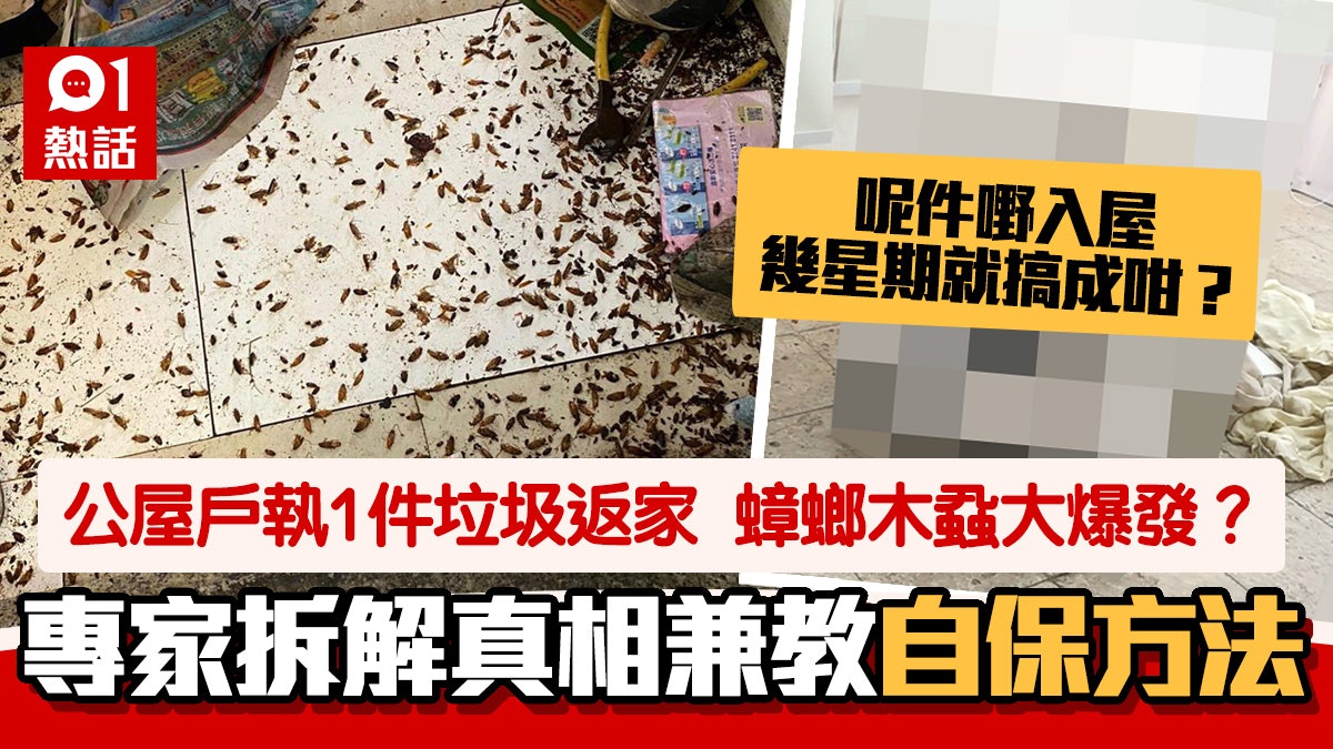 1件垃圾令公屋戶變蟑螂木蝨「養殖場」?專家分析真相+教自保招數 1件垃圾令公屋戶變蟑螂木蝨「養殖場」?專家分析真相+教自保招數