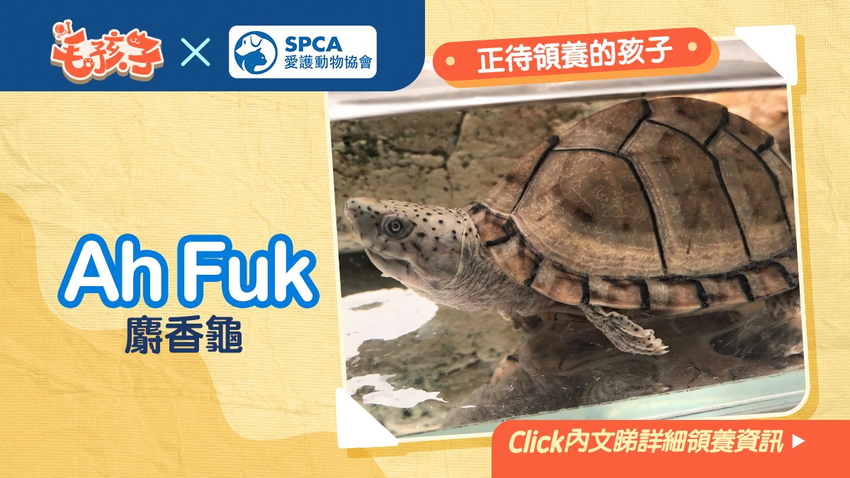 領養貓狗消息 愛護動物協會 6月28日 麝香龜ah Fuk 領養貓狗消息 愛護動物協會 6月28日 麝香龜ah Fuk