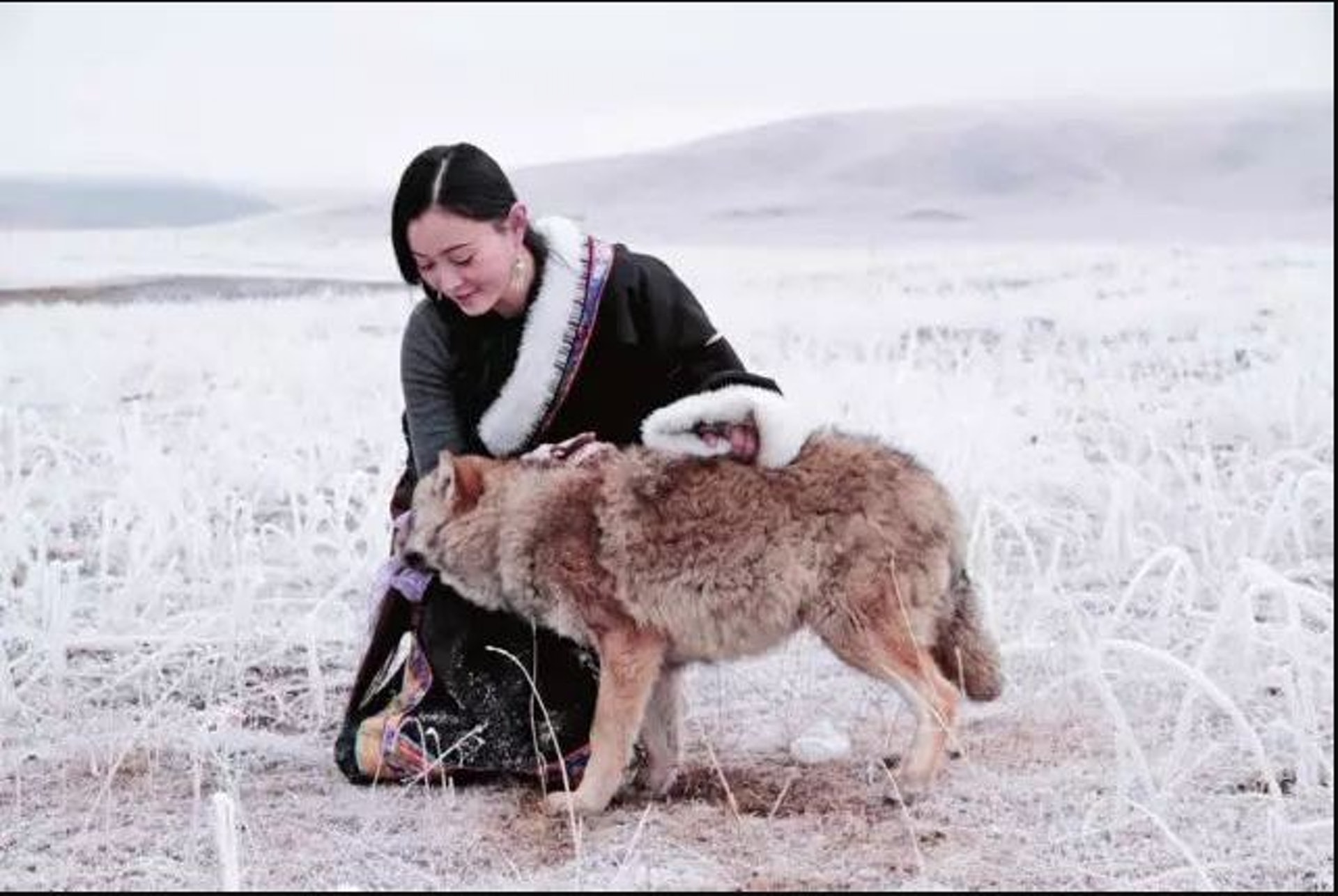 2010年,野生動物畫家李微漪在四川西部若爾蓋草原救下一隻小狼。她把小狼帶回成都家中,取名為格林,與好友亦風共同撫養了3個月。(一条授權使用) 2010年,野生動物畫家李微漪在四川西部若爾蓋草原救下一隻小狼。她把小狼帶回成都家中,取名為格林,與好友亦風共同撫養了3個月。(一条授權使用)