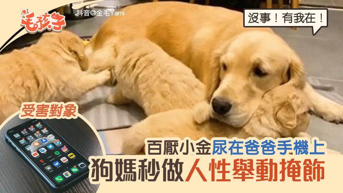 金毛尋回犬|百厭小狗在爸手機上亂尿 狗媽媽秒作人性舉動掩飾 金毛尋回犬|百厭小狗在爸手機上亂尿 狗媽媽秒作人性舉動掩飾