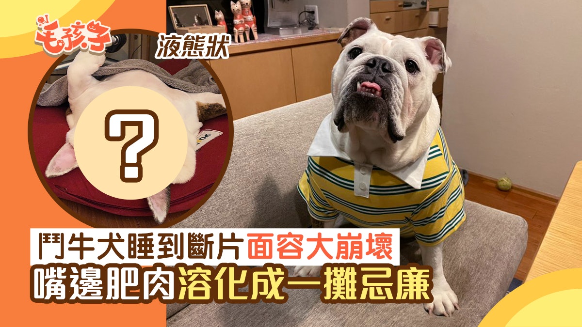 日本鬥牛犬躺地下爽睡 面容大崩壞 笑翻網友 還以為加工ps過 香港01 寵物 日本鬥牛犬躺地下爽睡 面容大崩壞 笑翻網友 還以為加工ps過 香港01 寵物