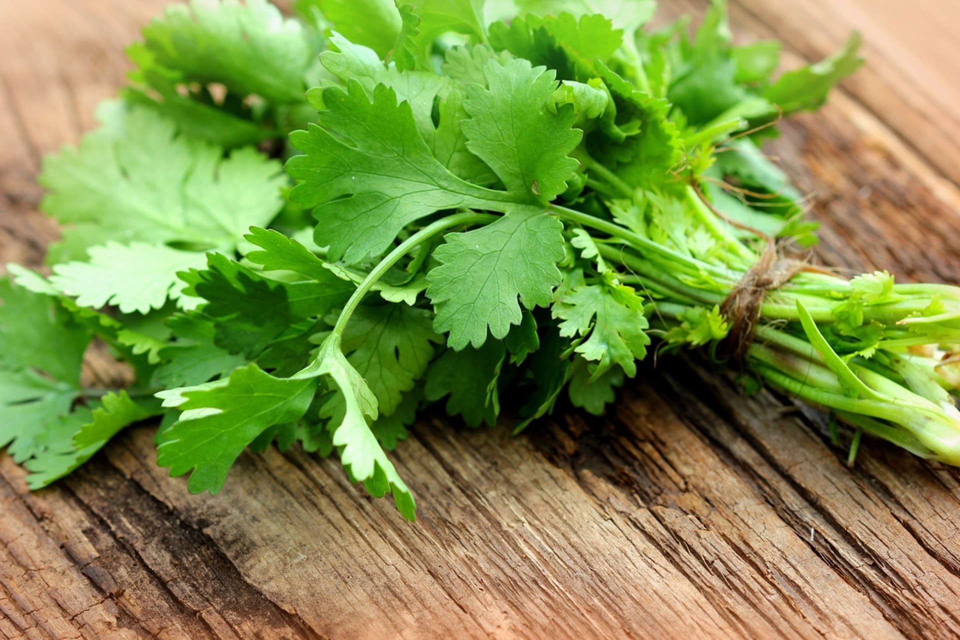 中醫認為芫荽辛溫,內通心脾,外達四肢,有溫中健胃的作用。(iStock) 中醫認為芫荽辛溫,內通心脾,外達四肢,有溫中健胃的作用。(iStock)