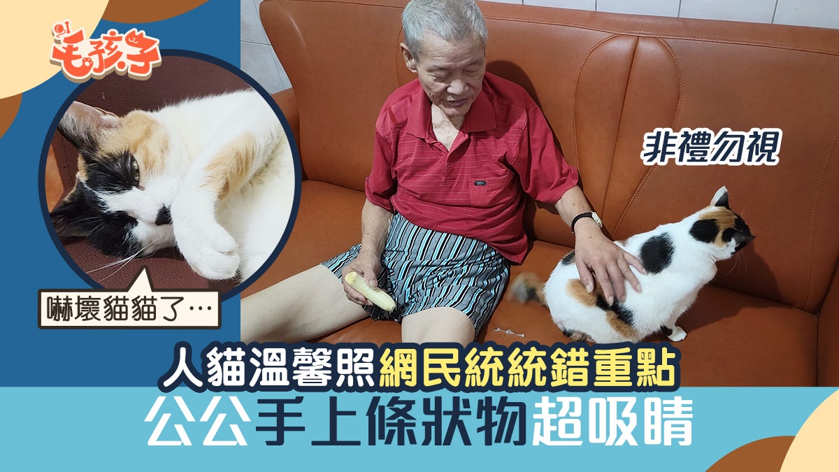 唐貓 人貓溫馨照網民統統錯重點公公手握條狀物貓咪不敢直視 唐貓 人貓溫馨照網民統統錯重點公公手握條狀物貓咪不敢直視