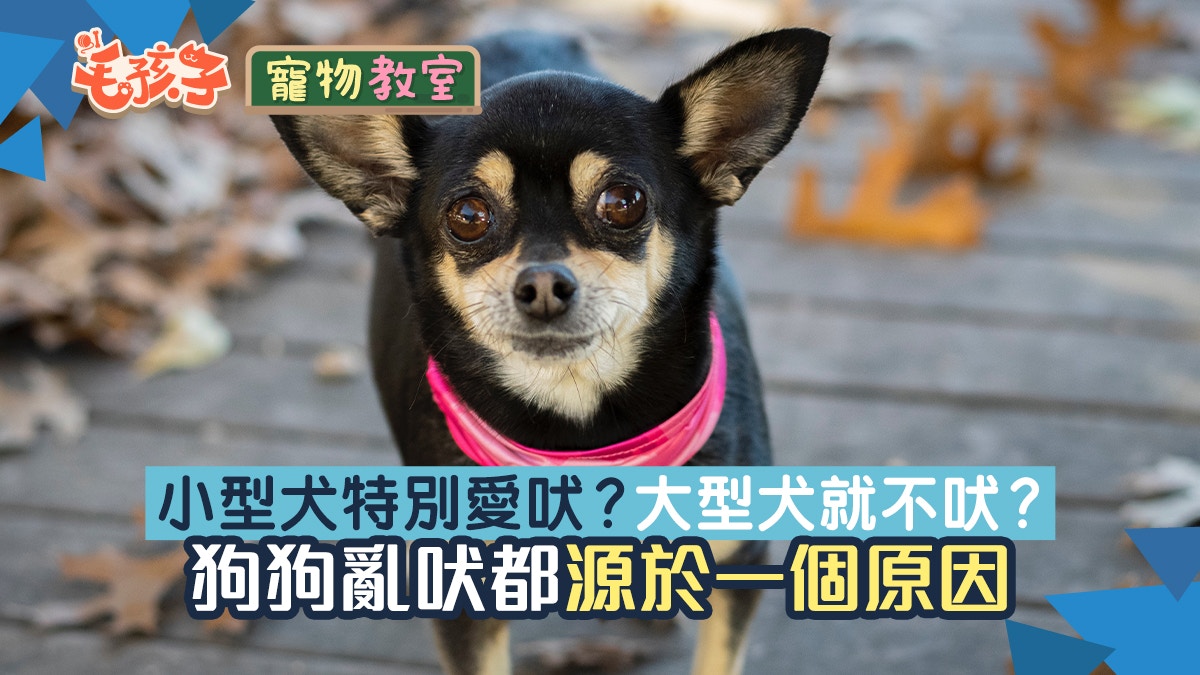 寵物熱話 小型犬喜歡吠大型犬就不會 狗狗亂吠都是源自一個原因 香港01 寵物
