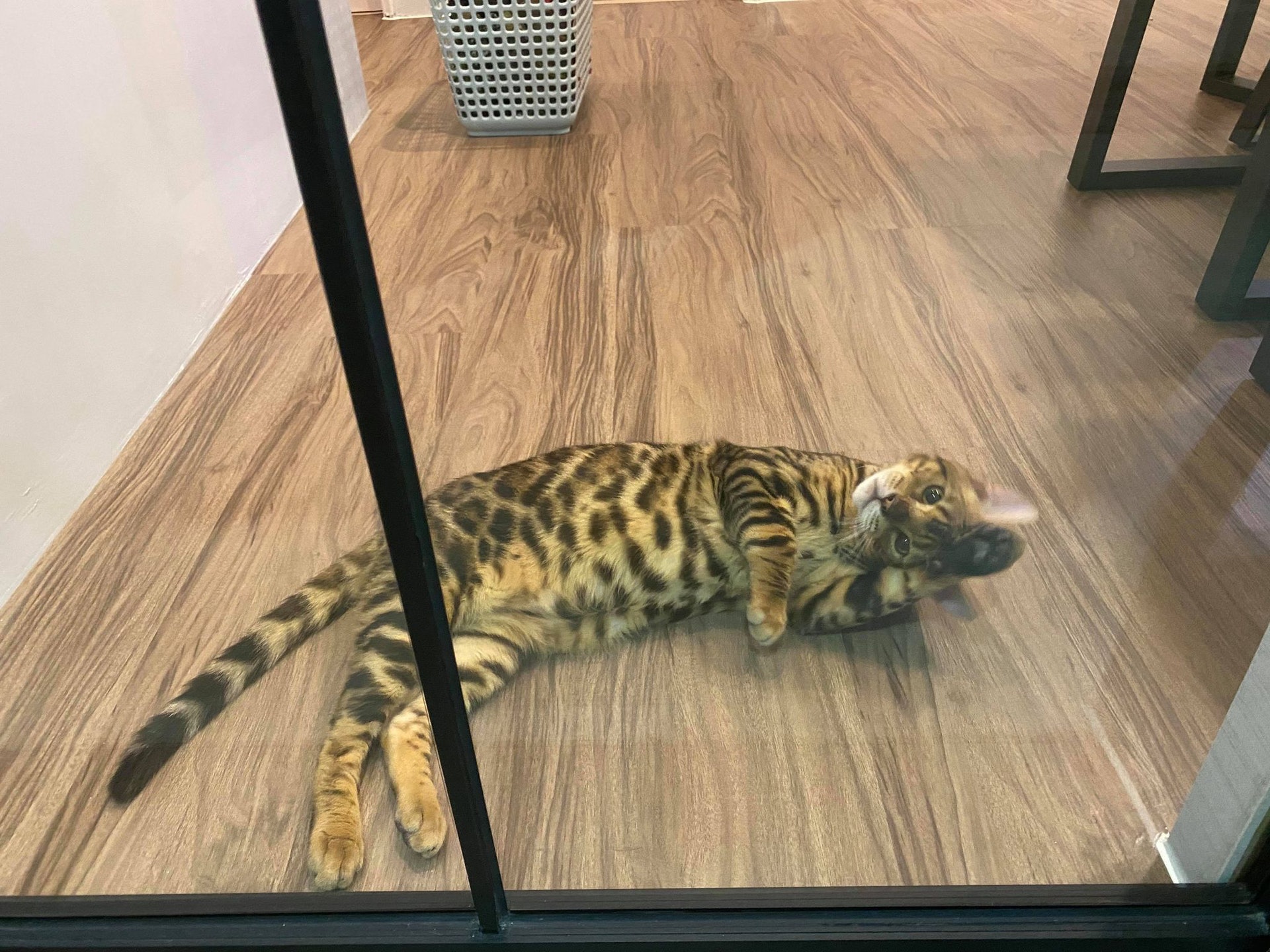 超模咪吉!(受訪者提供) 超模咪吉!(受訪者提供)