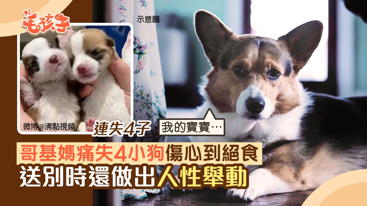 4隻哥基犬小狗相繼夭折狗媽傷心絕食多日送別還做出人性舉動 香港01 寵物