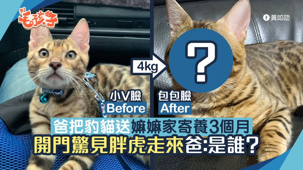 豹貓暫住嫲嫲家三個月即重4kg 爸開門見「胖虎」過來大驚:誰? 豹貓暫住嫲嫲家三個月即重4kg 爸開門見「胖虎」過來大驚:誰?