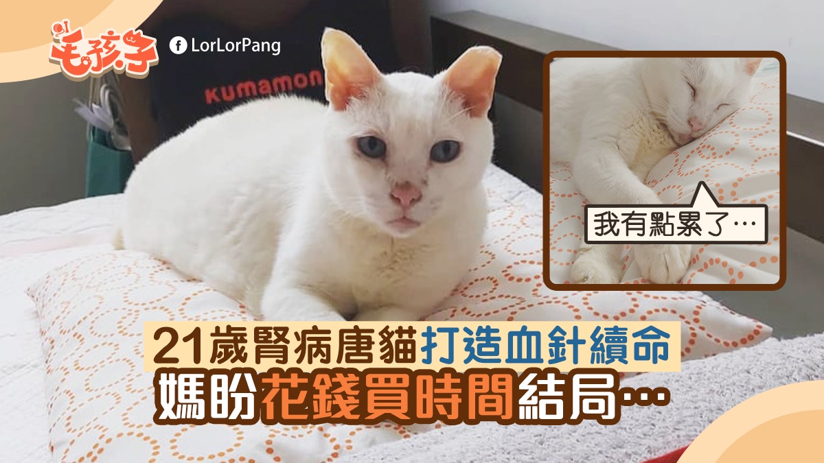 21歲腎病唐貓併發貧血　媽為牠打造血針盼用錢買時間　結局...