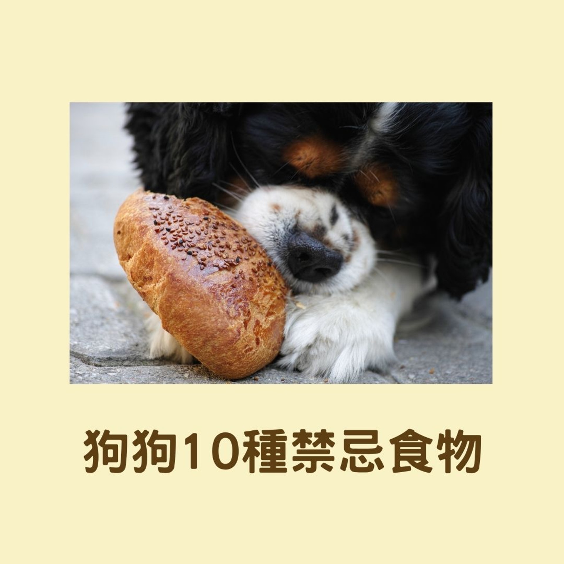 狗狗10種禁忌食物(01製圖 /Unsplash@enginakyurt) 狗狗10種禁忌食物(01製圖 /Unsplash@enginakyurt)