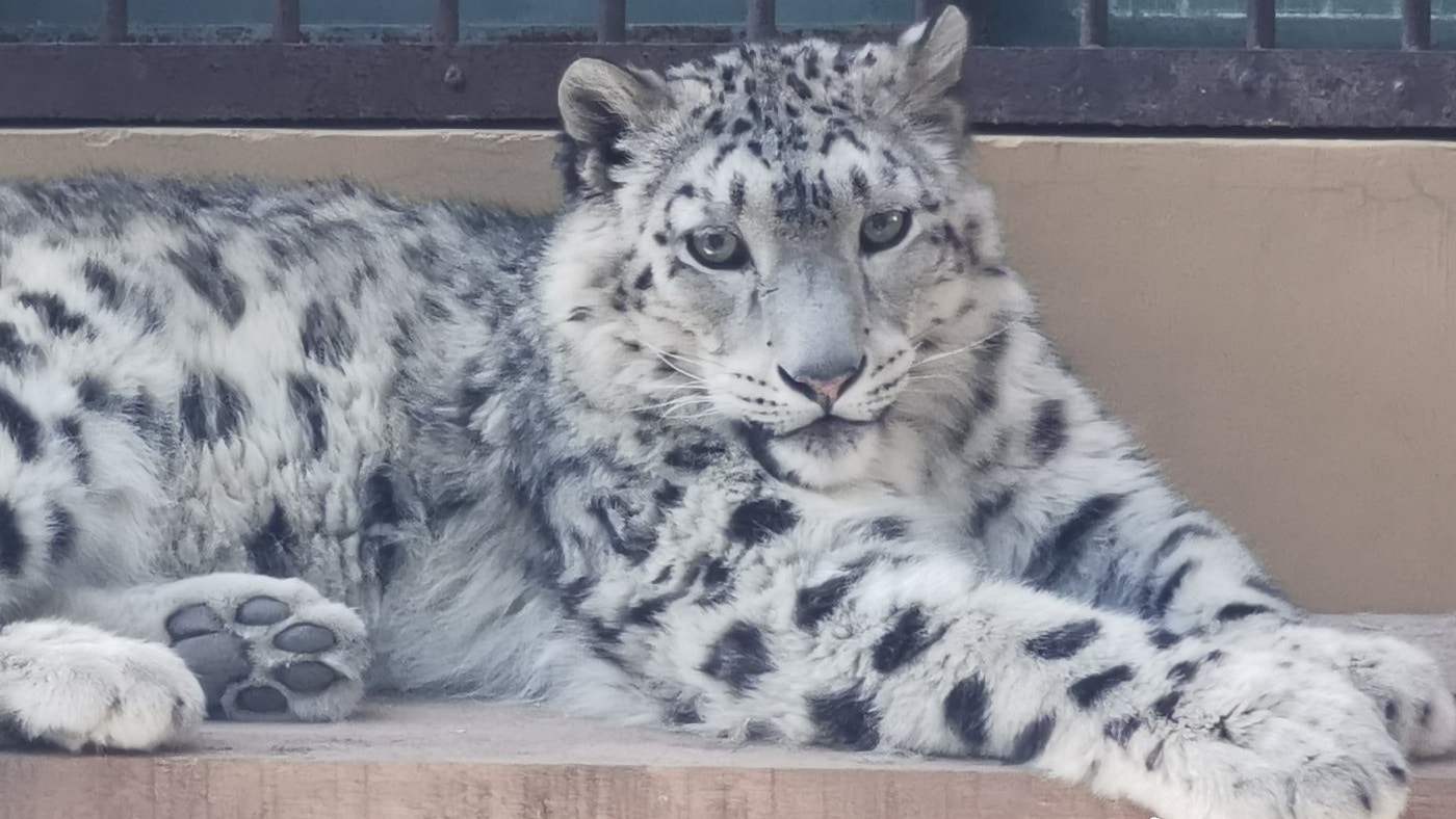 雪豹 凌夏 離母後獲救西寧野生動物園 缺自立能力不宜放歸 香港01 大國小事