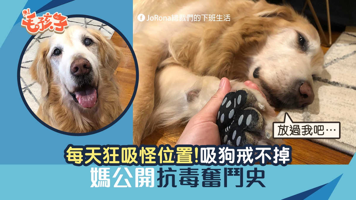 金毛尋回犬 媽戒不掉吸狗每天狂吸怪位置抗毒奮鬥史大公開 香港01 寵物