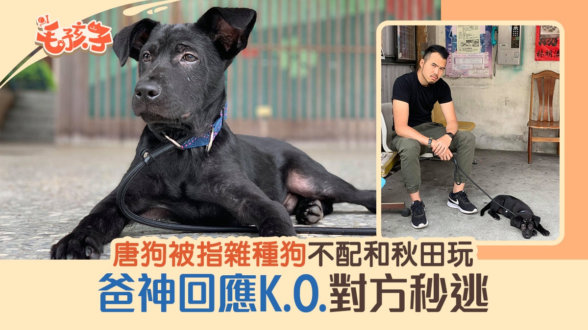 唐狗被歧視是雜種狗不配和秋田犬玩爸一句神回應k O 對方秒逃