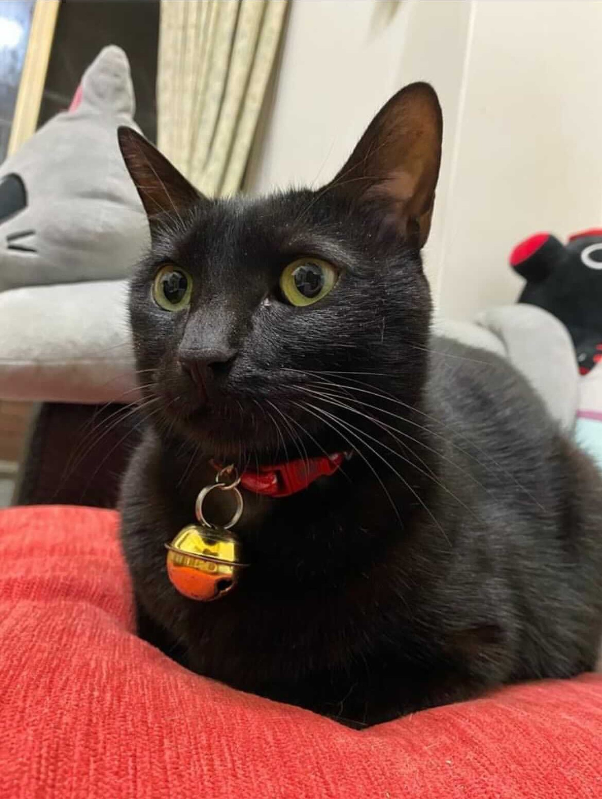 墨墨是媽媽今年年初領養回來的貓咪。(IG@fasthappymo.cat) 墨墨是媽媽今年年初領養回來的貓咪。(IG@fasthappymo.cat)