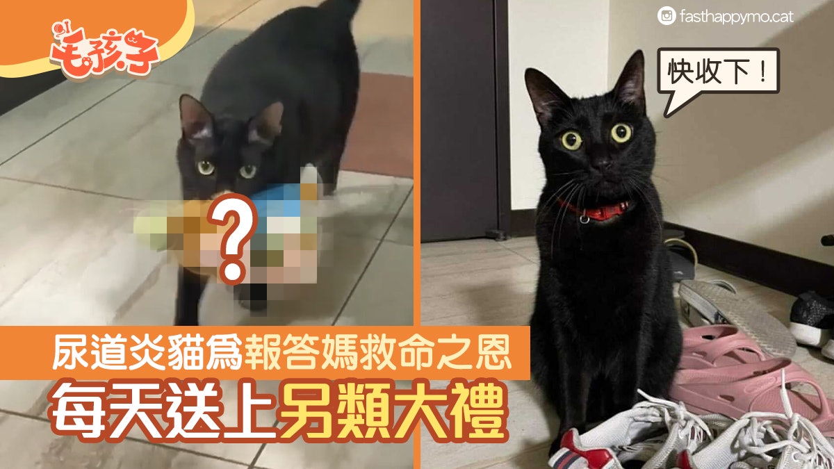 唐貓患尿道炎要看醫生 喵為報答媽救命之恩 每天送「另類大禮」 唐貓患尿道炎要看醫生 喵為報答媽救命之恩 每天送「另類大禮」