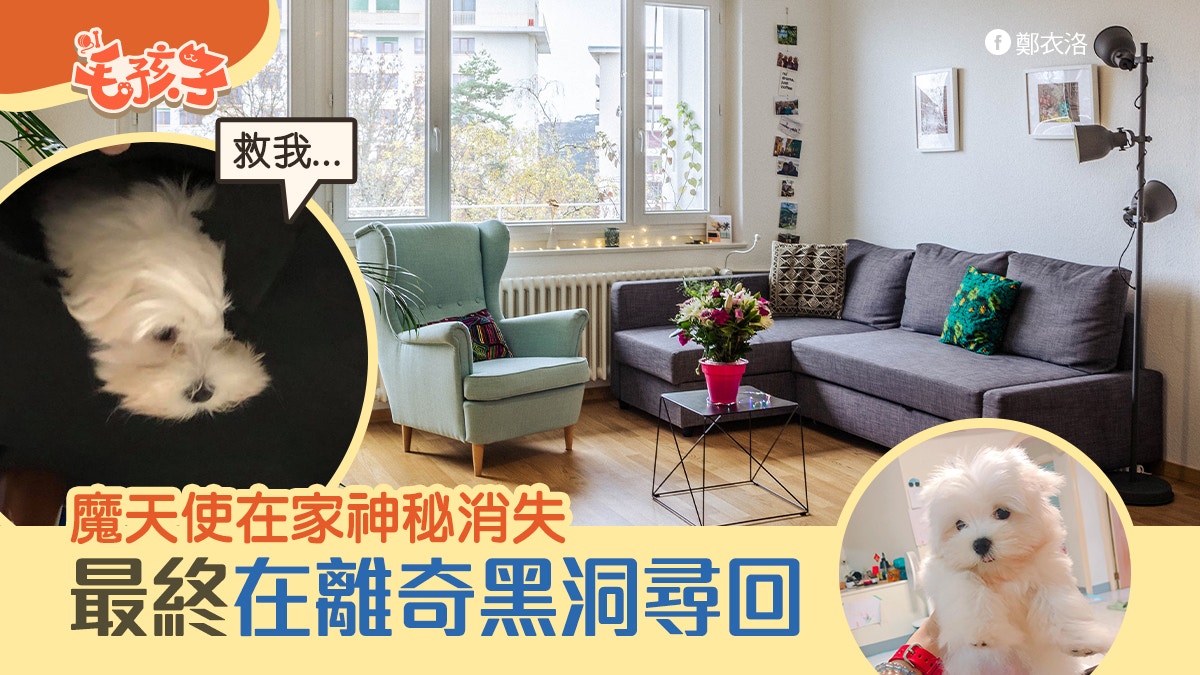魔天使｜家中出現神祕黑洞令狗狗失蹤 最終在意想不到的位置尋回