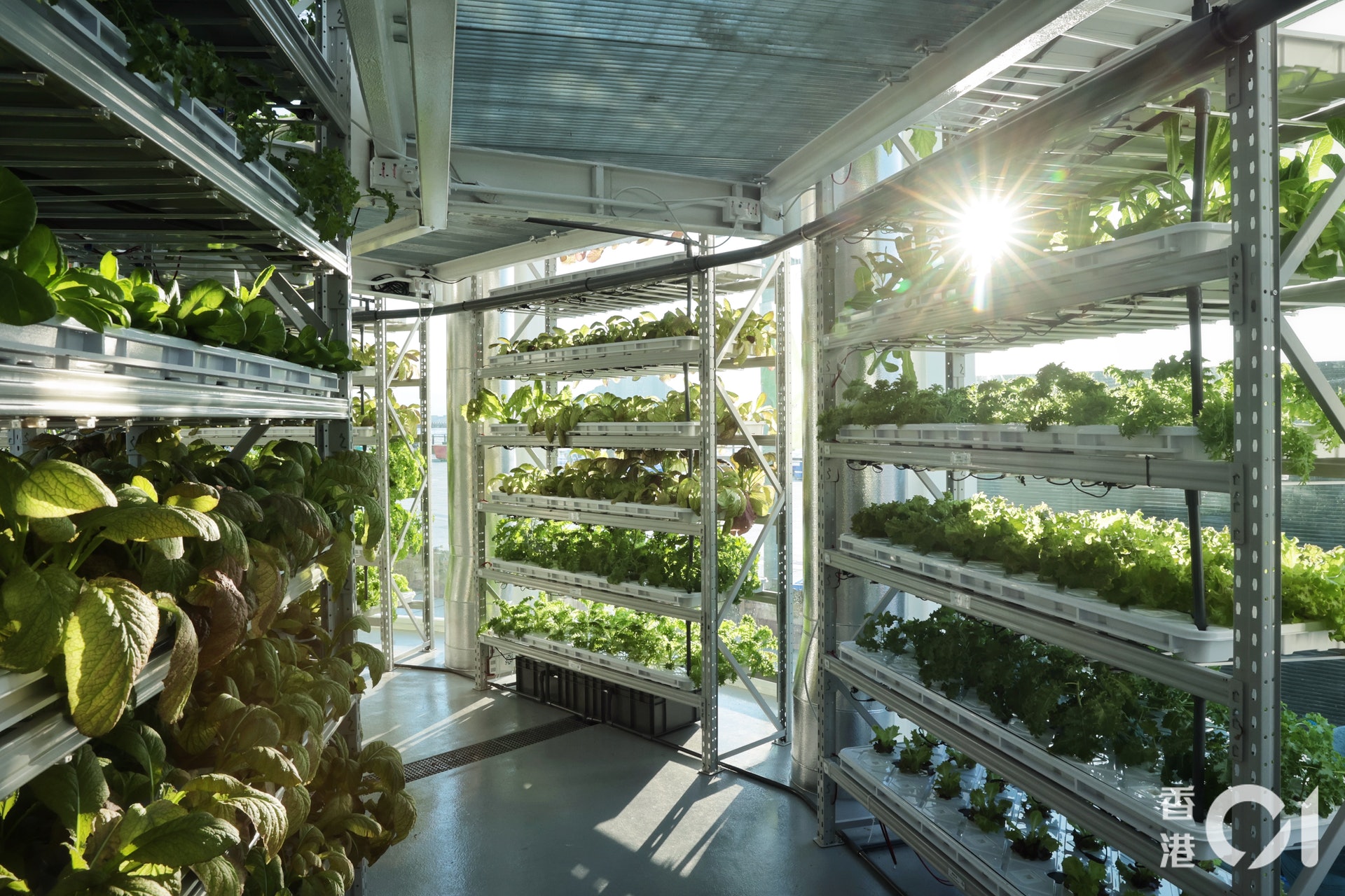 水耕溫室總面積達133平方米,13個種植架種植近六千棵農作物,每月產量約一公噸。(李澤彤攝) 水耕溫室總面積達133平方米,13個種植架種植近六千棵農作物,每月產量約一公噸。(李澤彤攝)