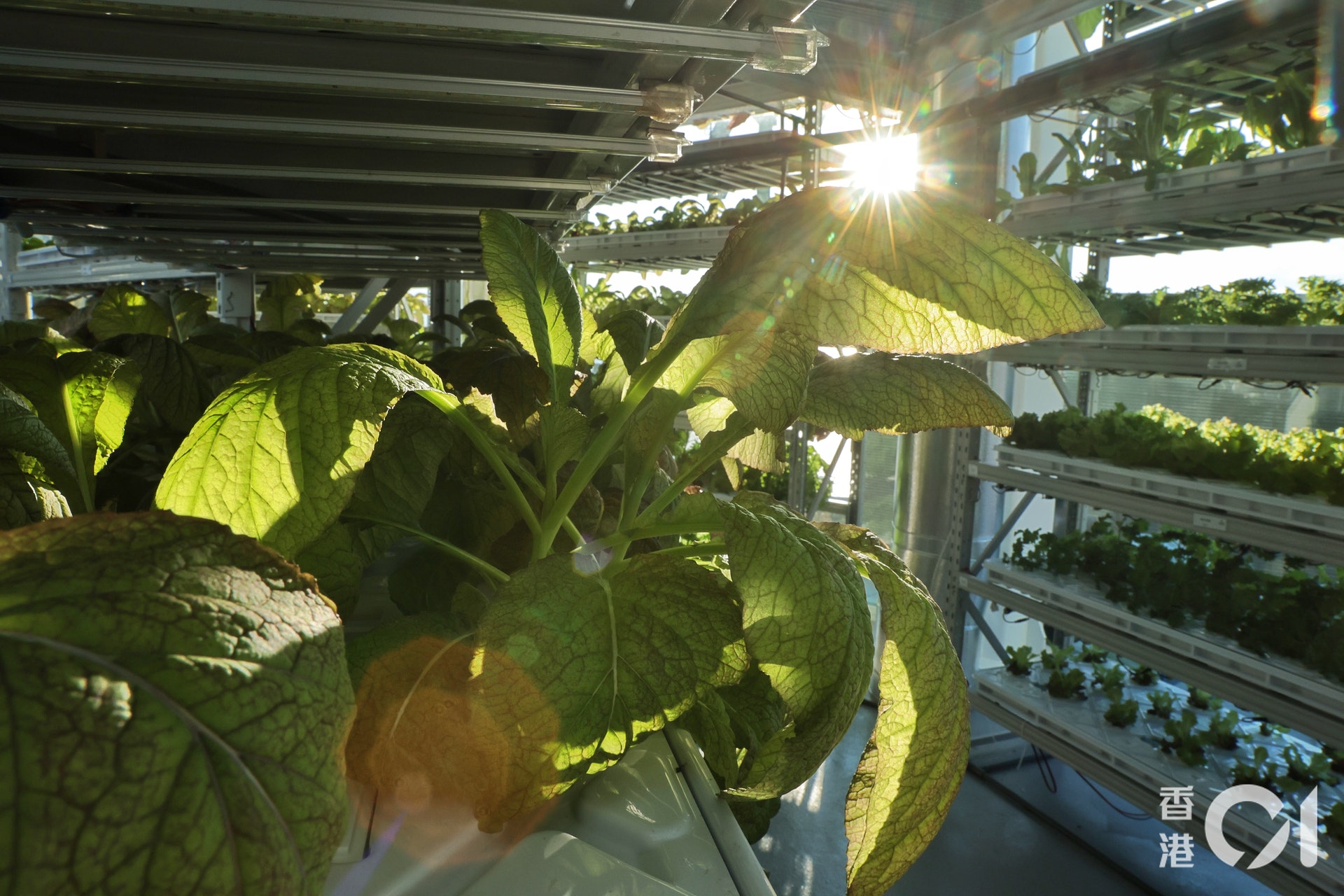 水耕溫室總面積達133平方米,13個種植架種植近六千棵農作物,每月產量約一公噸。(李澤彤攝) 水耕溫室總面積達133平方米,13個種植架種植近六千棵農作物,每月產量約一公噸。(李澤彤攝)