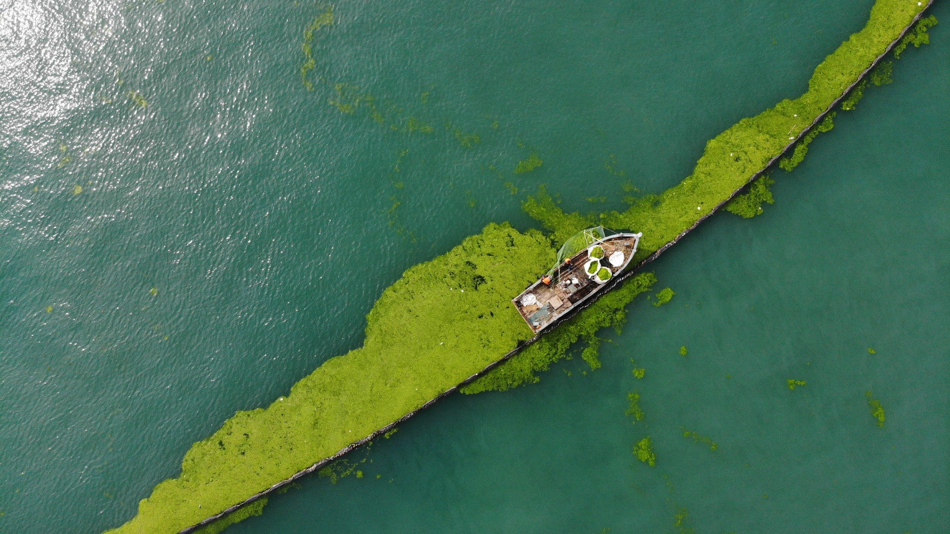 山東青島慘遭 綠潮 侵襲滸苔氾濫竟與江蘇紫菜養殖有關 香港01 大國小事 山東青島慘遭 綠潮 侵襲滸苔氾濫竟與江蘇紫菜養殖有關 香港01 大國小事