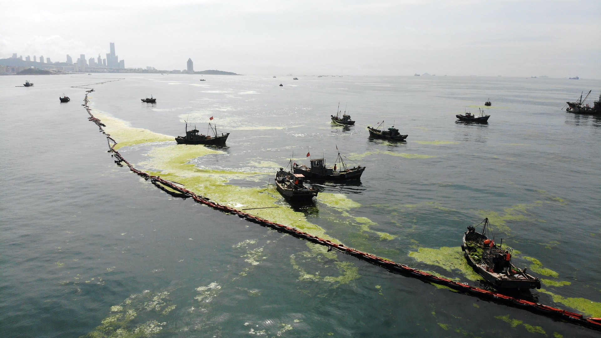 山東青島慘遭 綠潮 侵襲滸苔氾濫竟與江蘇紫菜養殖有關 香港01 大國小事 山東青島慘遭 綠潮 侵襲滸苔氾濫竟與江蘇紫菜養殖有關 香港01 大國小事