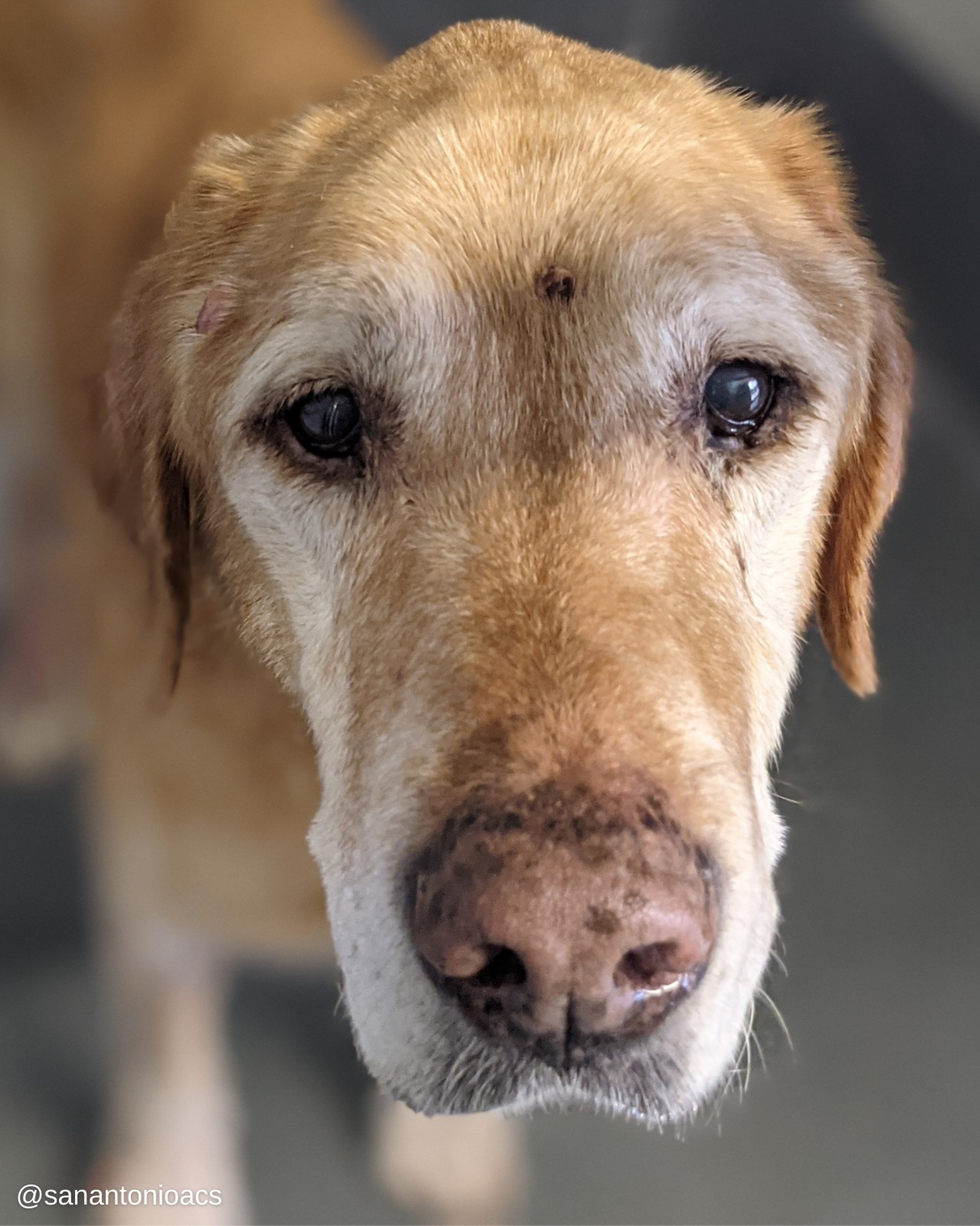 山森失蹤10年後與主人C先生重逢的故事(圖:FB@City of San Antonio Animal Care Services) 山森失蹤10年後與主人C先生重逢的故事(圖:FB@City of San Antonio Animal Care Services)