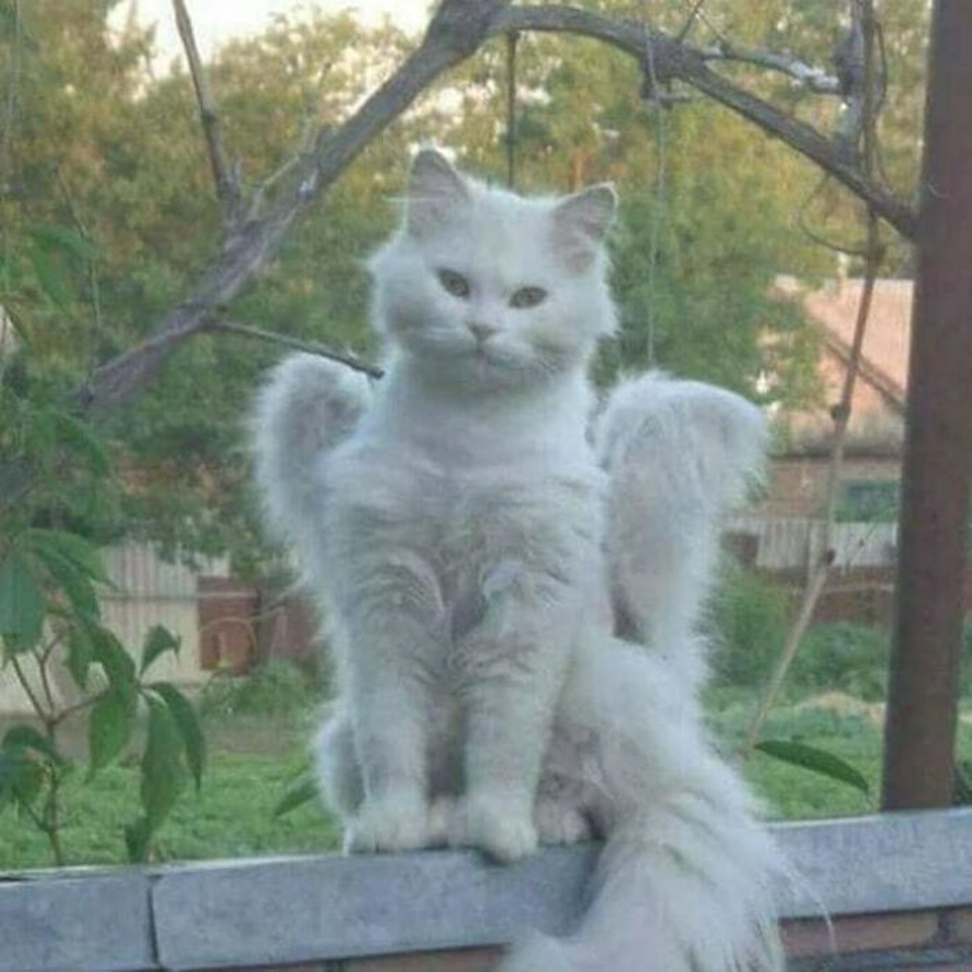 天使貓。(Instagram@brokencattos) 天使貓。(Instagram@brokencattos)