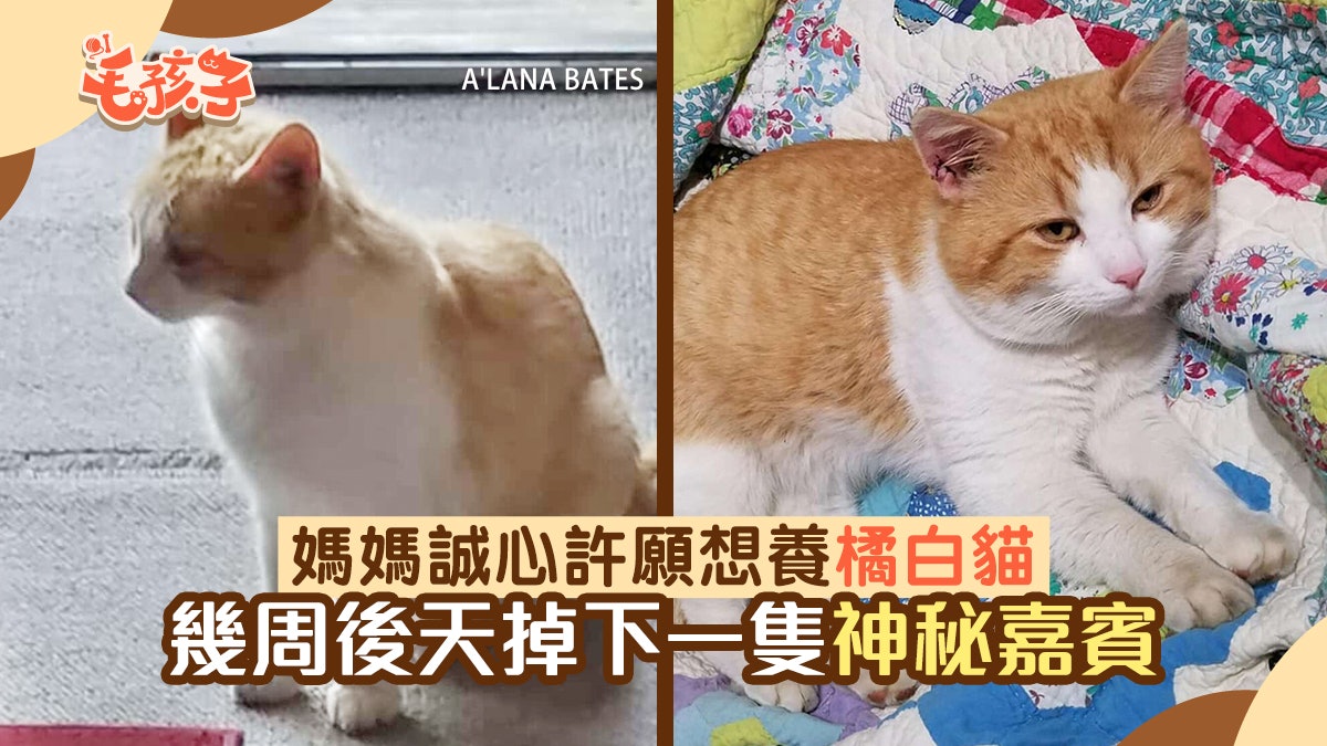 唐貓 媽許願想養橘白貓 幾周後天掉下 神秘嘉賓 令她措手不及 唐貓 媽許願想養橘白貓 幾周後天掉下 神秘嘉賓 令她措手不及
