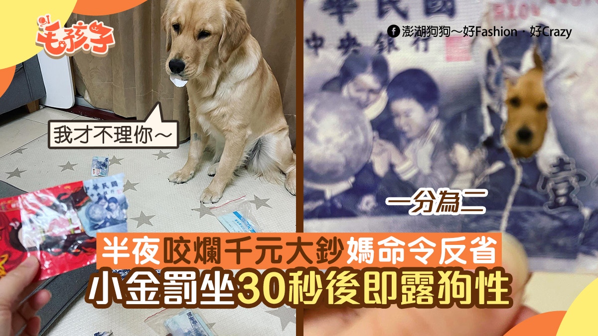 金毛尋回犬半夜咬爛千元大鈔媽命令反省汪罰坐30秒後即露狗性