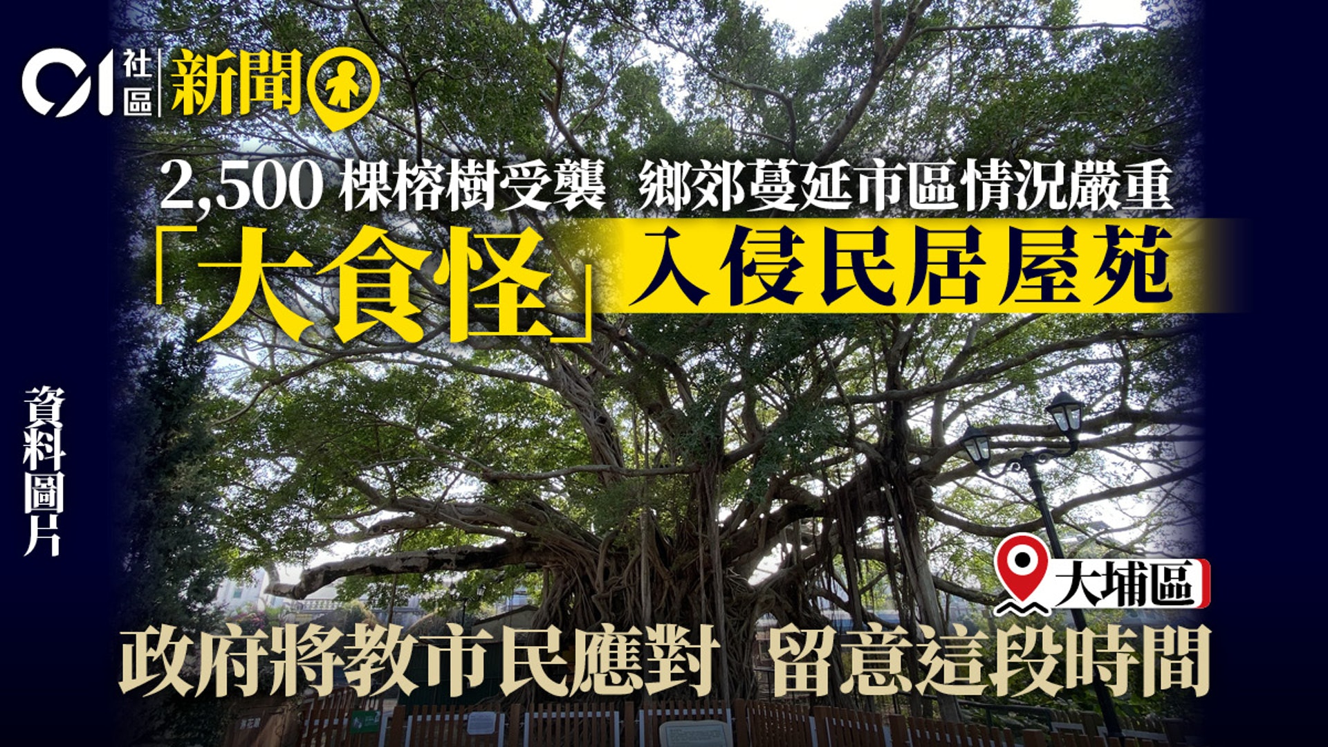 榕樹蛾災 朱紅毛斑蛾襲大埔80多棵榕樹受害最嚴重半棵被啃食 香港01 18區新聞 榕樹蛾災 朱紅毛斑蛾襲大埔80多棵榕樹受害最嚴重半棵被啃食 香港01 18區新聞