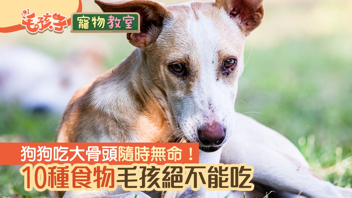 狗狗冷知識|骨頭碎裂碎片易割傷嘴巴食道?10種毛孩禁忌食物 狗狗冷知識|骨頭碎裂碎片易割傷嘴巴食道?10種毛孩禁忌食物