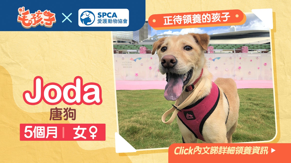 【領養貓狗消息】《愛護動物協會》7月19日:唐狗Joda 【領養貓狗消息】《愛護動物協會》7月19日:唐狗Joda