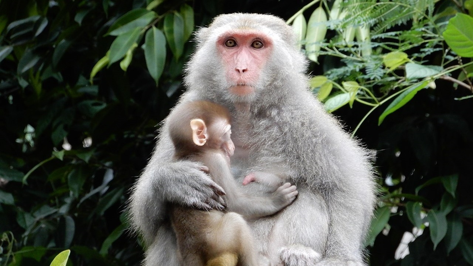 中國首現人類感染猴B病毒北京獸醫解剖死猴後染毒身亡|香港01|即時中國