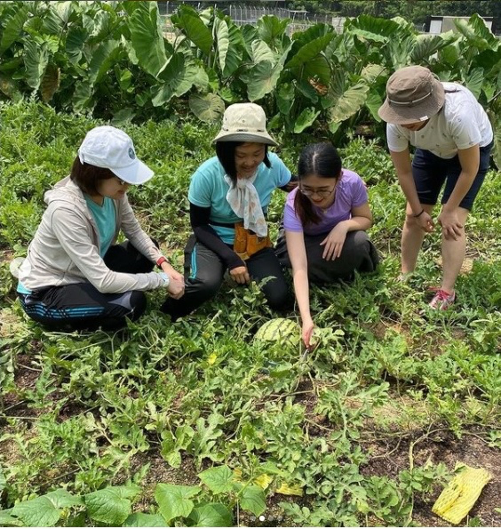 西瓜應援團除了一家大小,亦有年青一輩報名參與。(受訪者提供圖片) 西瓜應援團除了一家大小,亦有年青一輩報名參與。(受訪者提供圖片)