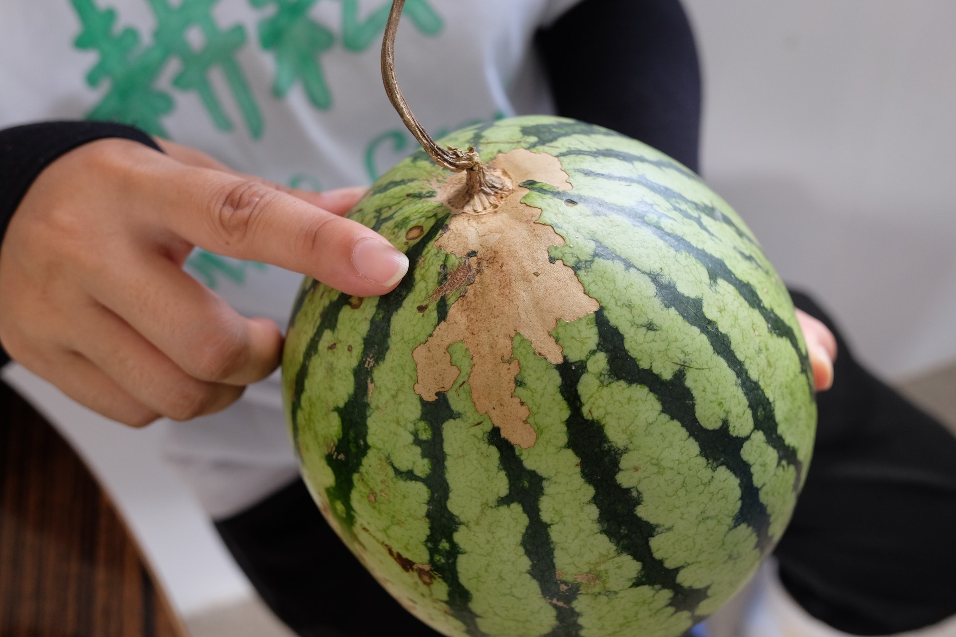 阿珊指即使西瓜有傷痂,只要是蒂落已枯,拍落有響聲但墮手,甜度與質素仍然俱佳。(莫家文攝) 阿珊指即使西瓜有傷痂,只要是蒂落已枯,拍落有響聲但墮手,甜度與質素仍然俱佳。(莫家文攝)