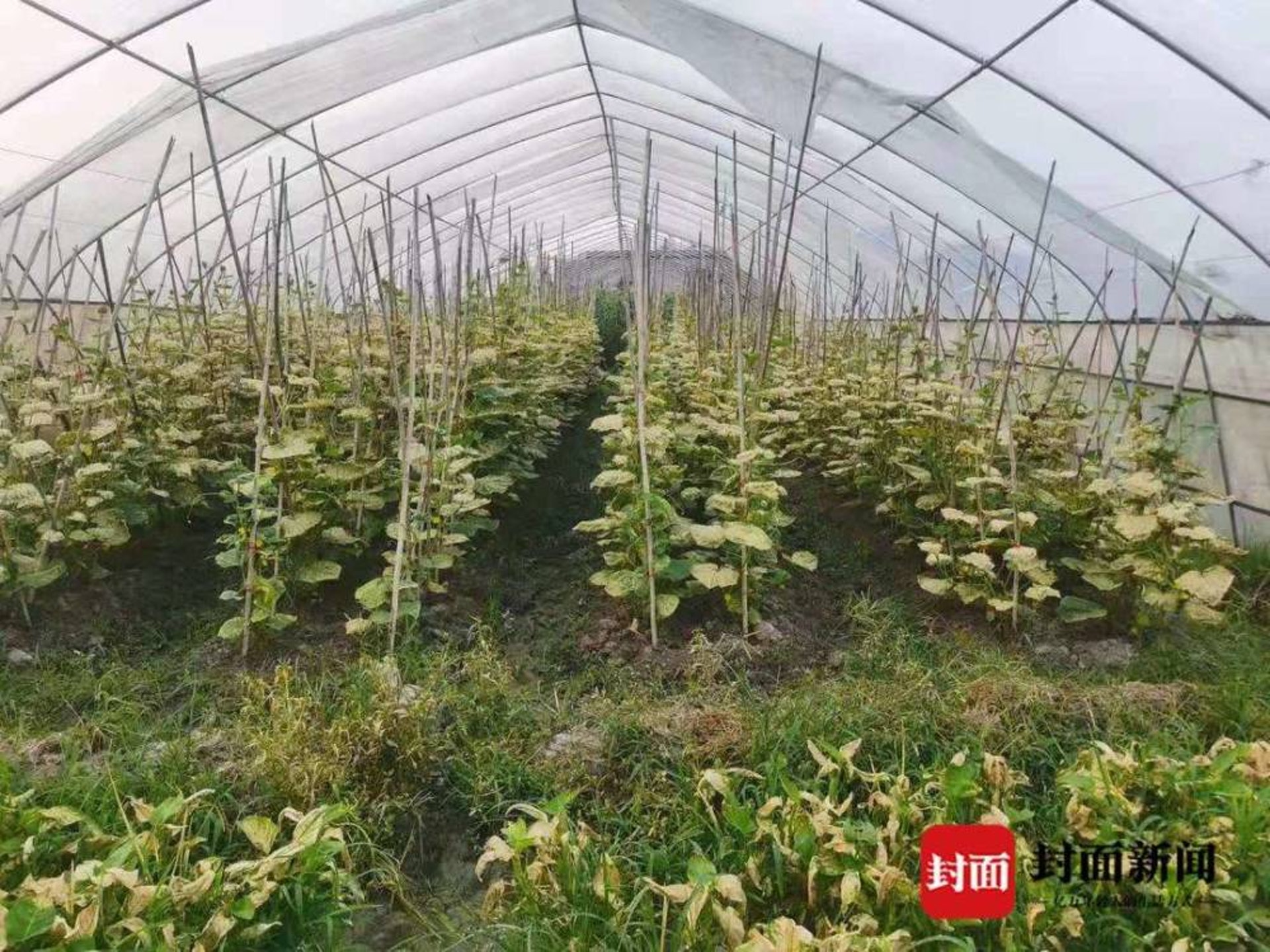 農作物因刺激性氣體枯萎。(封面新聞) 農作物因刺激性氣體枯萎。(封面新聞)