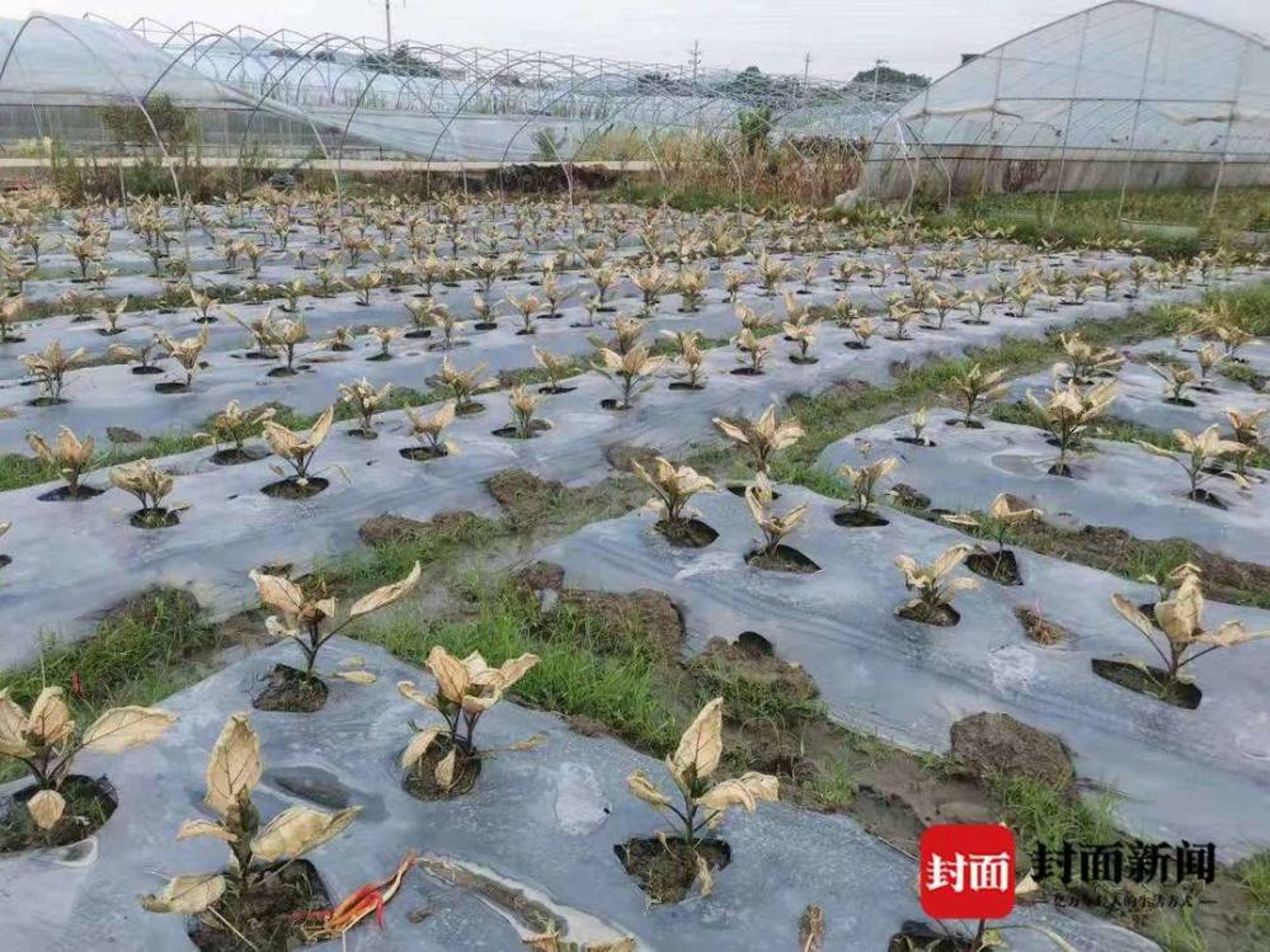 農作物因刺激性氣體枯萎。(封面新聞) 農作物因刺激性氣體枯萎。(封面新聞)