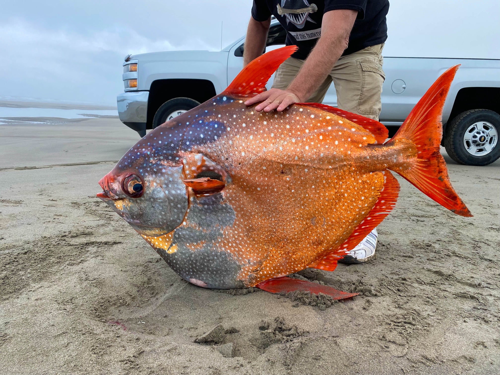 百磅罕見巨魚沖上美海岸唯一已知溫血魚學者 不尋常非好事 香港01 熱爆話題