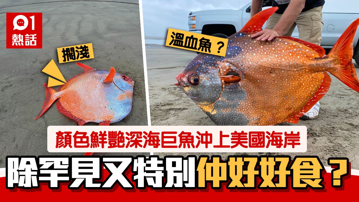 百磅罕見巨魚沖上美海岸唯一已知溫血魚學者 不尋常非好事 香港01 熱爆話題