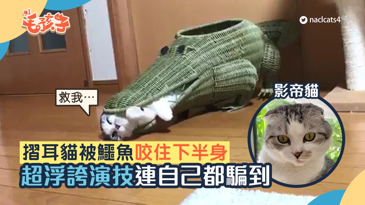 摺耳貓遭鱷魚咬噬只剩下半身 影帝貓演技超浮誇 人人都被騙 摺耳貓遭鱷魚咬噬只剩下半身 影帝貓演技超浮誇 人人都被騙