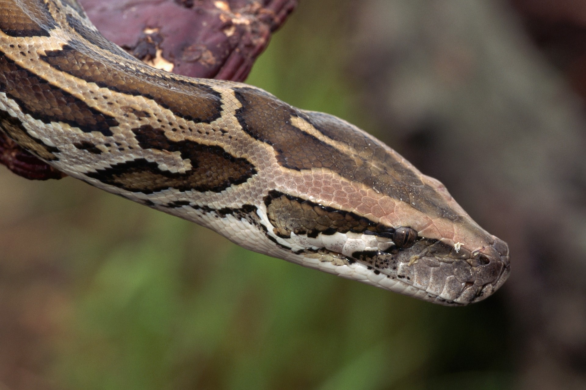 行山遇蛇咬要鎮定留意傷者呼吸心跳送院前6個急救步驟防惡化 行山遇蛇咬要鎮定留意傷者呼吸心跳送院前6個急救步驟防惡化