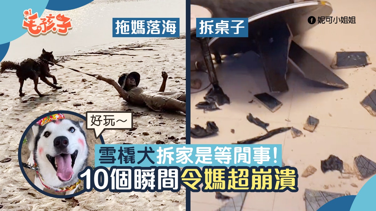 百厭雪橇犬拆家已是例行公事 盤點10個令媽崩潰瞬間 百厭雪橇犬拆家已是例行公事 盤點10個令媽崩潰瞬間