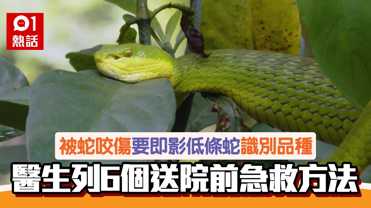 行山遇蛇咬要鎮定留意傷者呼吸心跳送院前6個急救步驟防惡化 行山遇蛇咬要鎮定留意傷者呼吸心跳送院前6個急救步驟防惡化