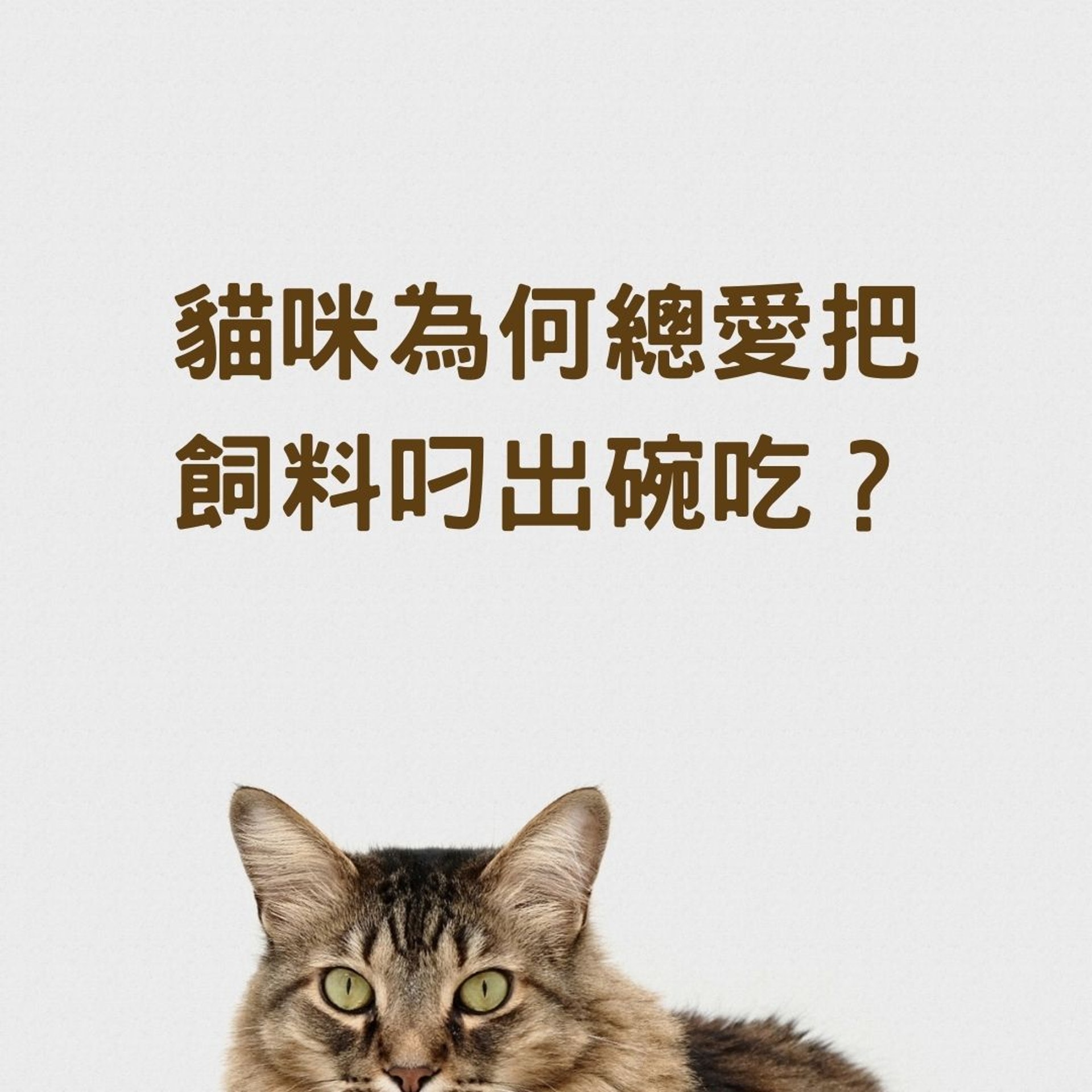 貓咪為何總愛把飼料叼出碗吃?(01製圖, charliedeets/Unsplash) 貓咪為何總愛把飼料叼出碗吃?(01製圖, charliedeets/Unsplash)