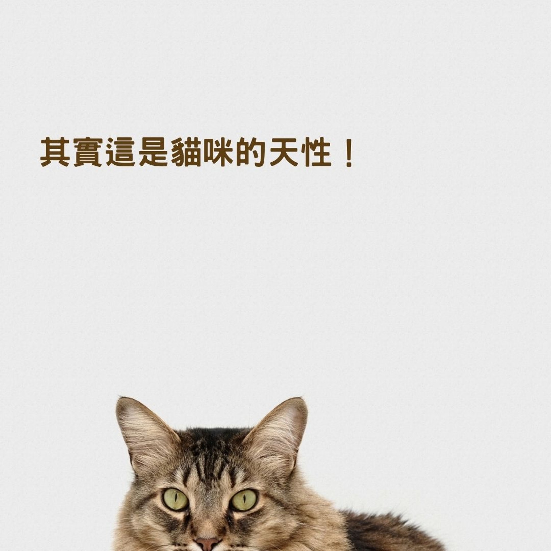 貓咪為何總愛把飼料叼出碗吃?(01製圖, charliedeets/Unsplash) 貓咪為何總愛把飼料叼出碗吃?(01製圖, charliedeets/Unsplash)