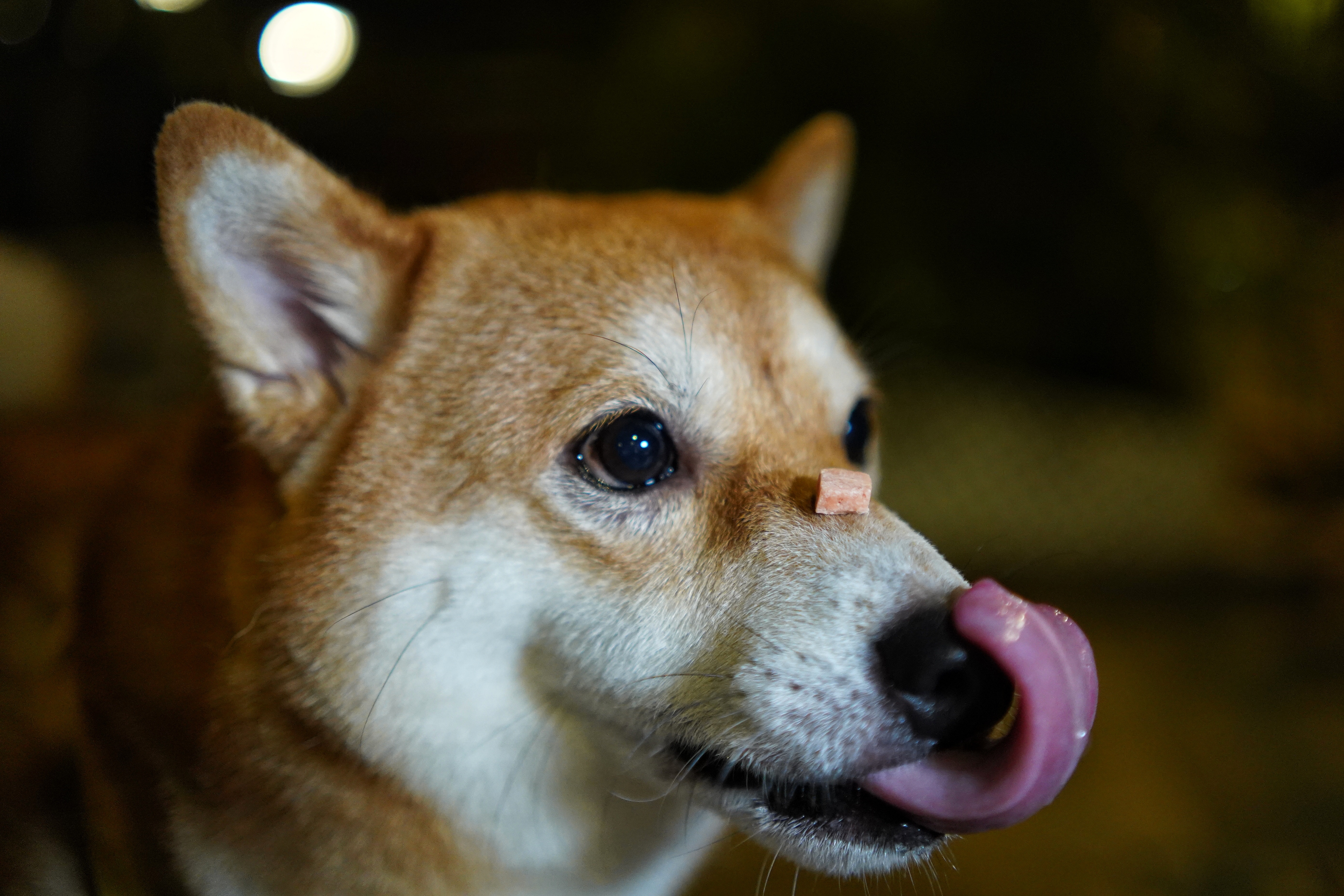 寵物保險 市面五款計劃條款大不同只限貓狗絕育打疫苗不受保