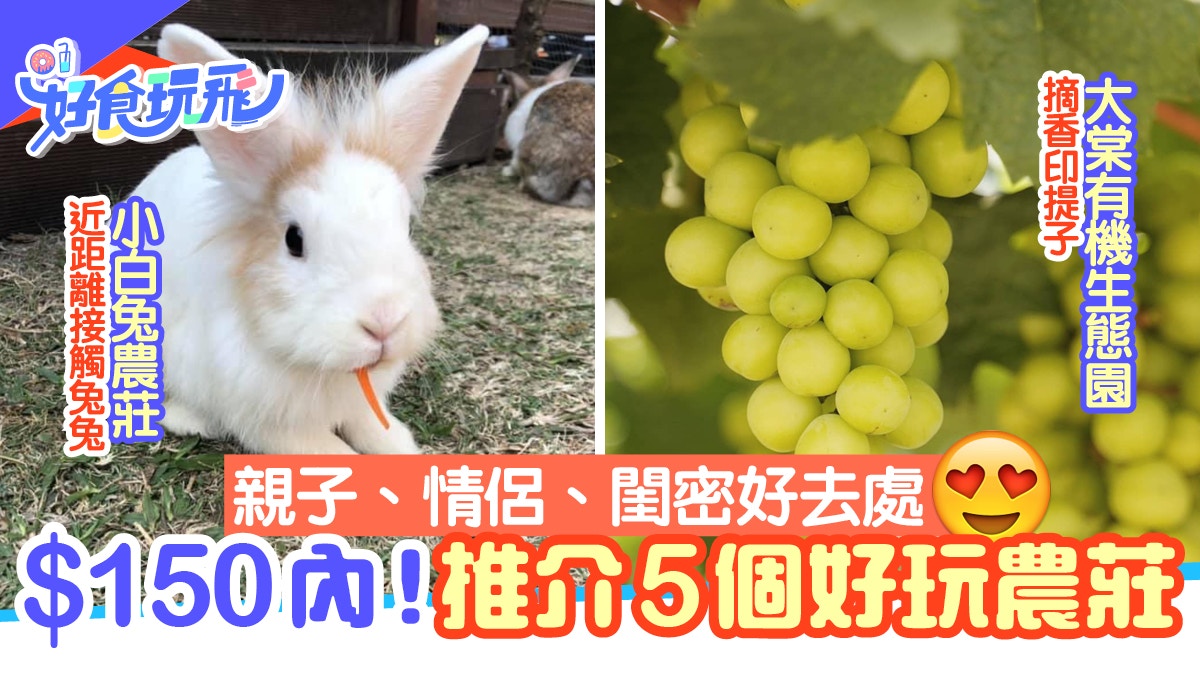 5個親子農莊推介收費$150內　親親小白兔、澳洲羊駝、$99任摘龍眼
