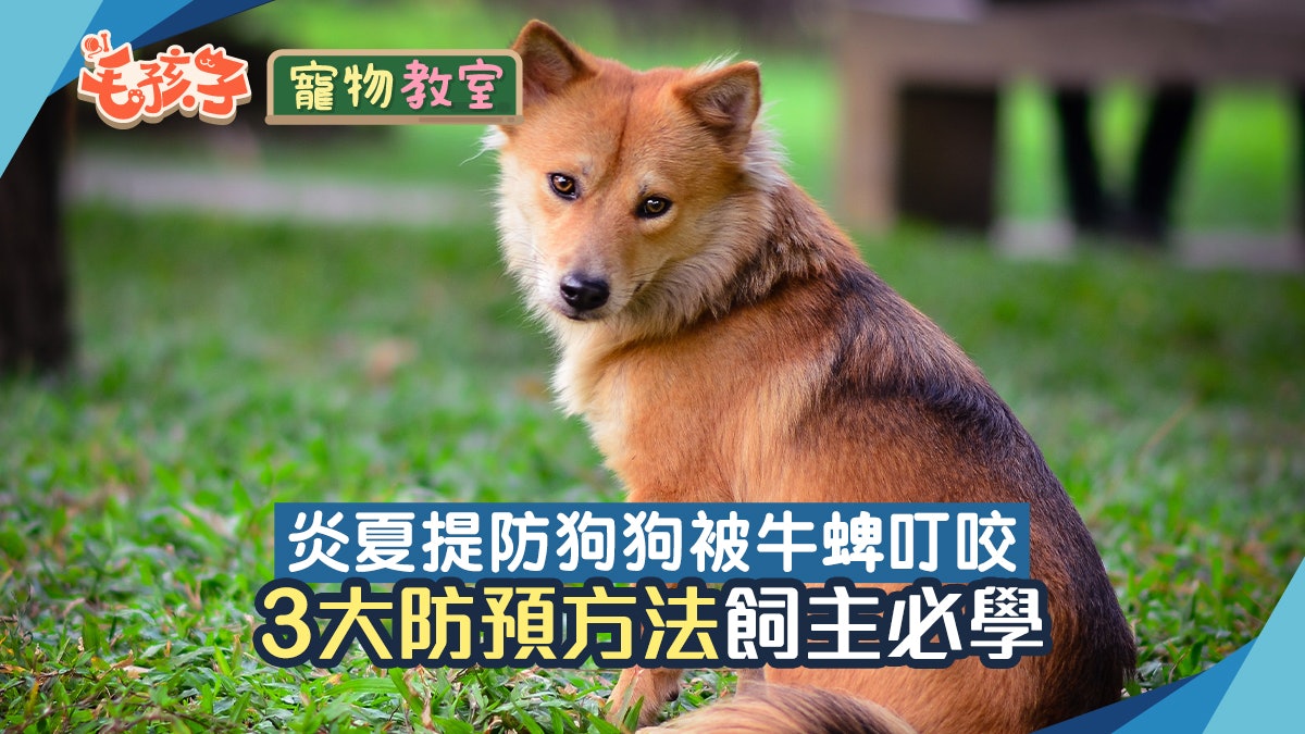 寵物健康|夏日炎熱潮濕慎防狗被牛蜱叮咬 如患萊姆病飼主同遭殃 寵物健康|夏日炎熱潮濕慎防狗被牛蜱叮咬 如患萊姆病飼主同遭殃