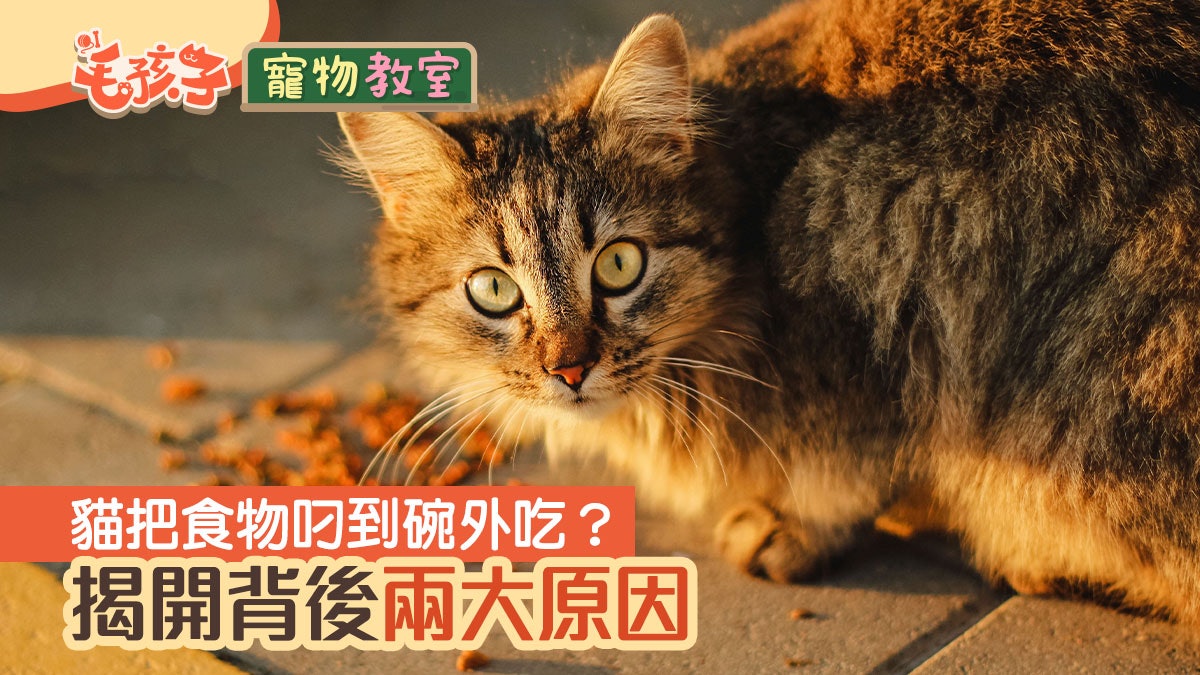貓貓冷知識|貓咪喜歡把飼料叼出碗外?背後藏兩大原因 貓貓冷知識|貓咪喜歡把飼料叼出碗外?背後藏兩大原因
